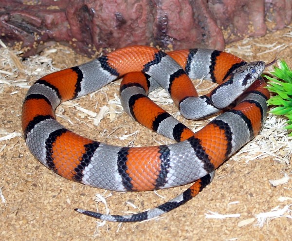 Gray Banded King Snake For Sale,